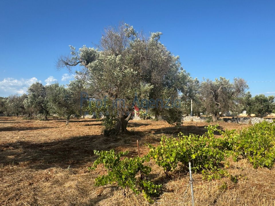 Helårsgrund i San Vito dei Normanni, Brindisi - foto 4